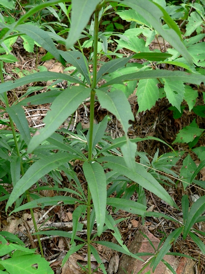 {Coreopsis major}
